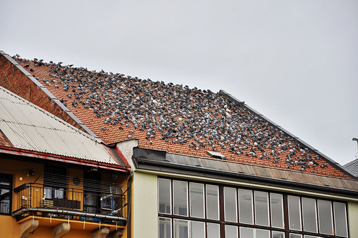 A2B Pest Control are able to install spikes to deter birds from roofs in Witham. 