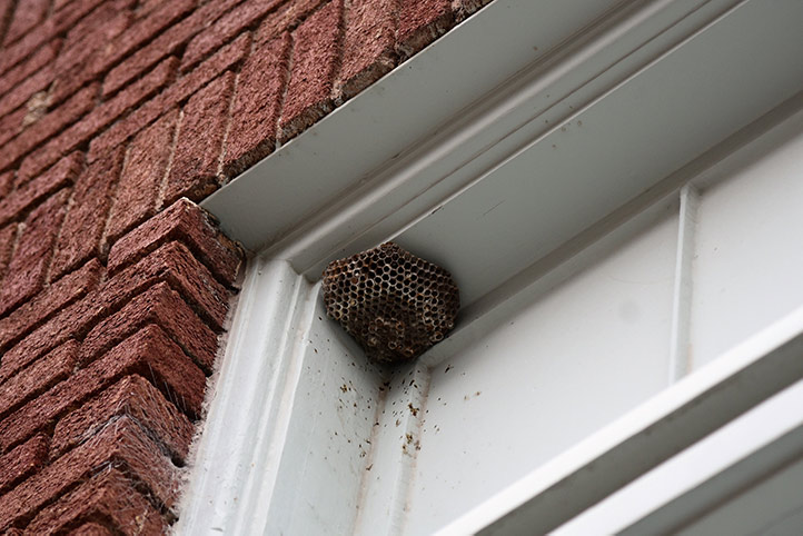 We provide a wasp nest removal service for domestic and commercial properties in Witham.